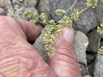 Euphorbia setiloba, photographed by CK2AZ