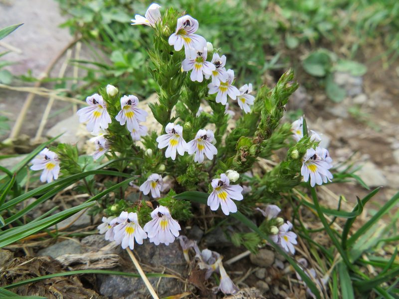 Euphrasia alpina, photographed by Marco Mussita