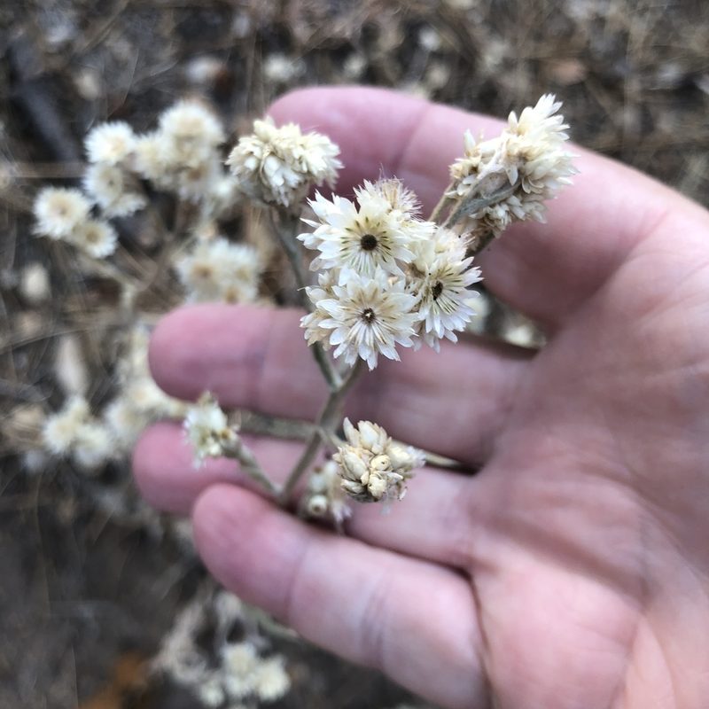 Pseudognaphalium beneolens, photographed by Marc Whitaker
