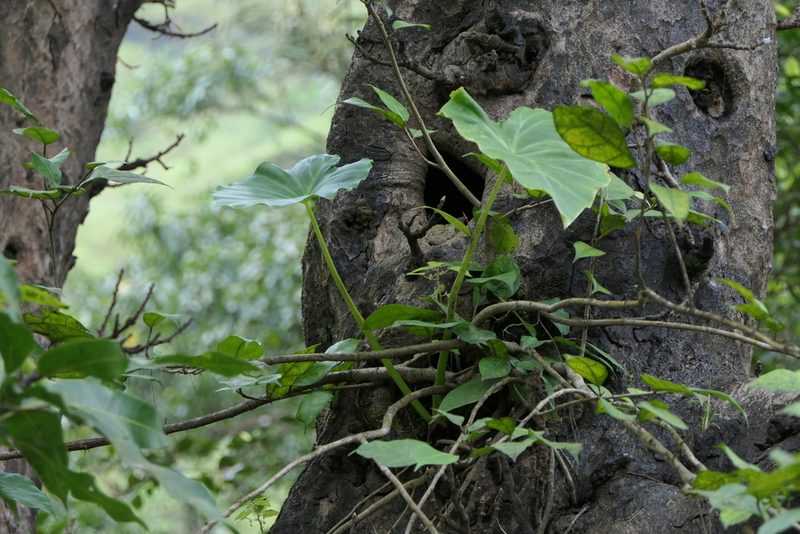 Remusatia vivipara, photographed by Dinesh Valke