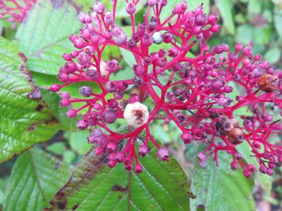 Cornus rugosa, photographed by Howard Williams