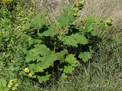 Smallanthus uvedalia, photographed by Allen Browne