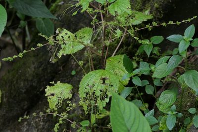 Laportea interrupta, photographed by Dinesh Valke