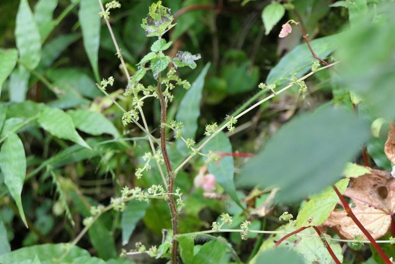 Laportea interrupta, photographed by Dinesh Valke