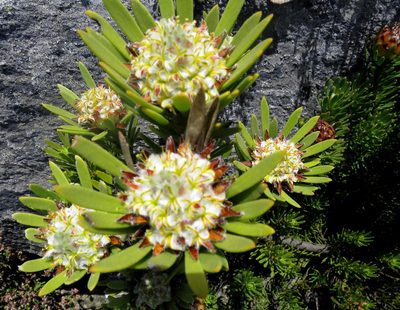 Leucadendron dregei, photographed by Di Turner