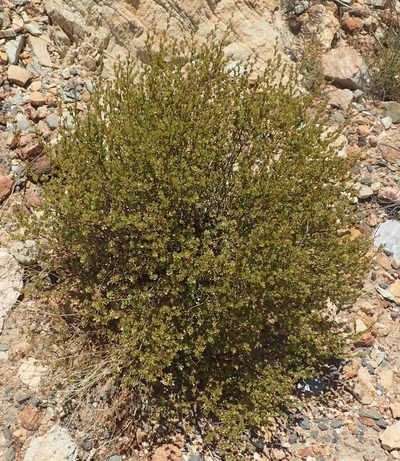 Cliffortia glauca, photographed by Nicola van Berkel