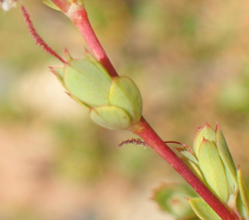 Cliffortia glauca, photographed by Nicola van Berkel