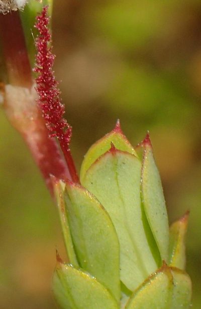 Cliffortia glauca, photographed by Nicola van Berkel