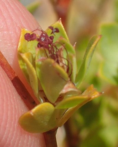 Cliffortia glauca, photographed by Nicola van Berkel