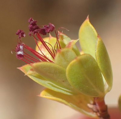 Cliffortia glauca, photographed by Nicola van Berkel