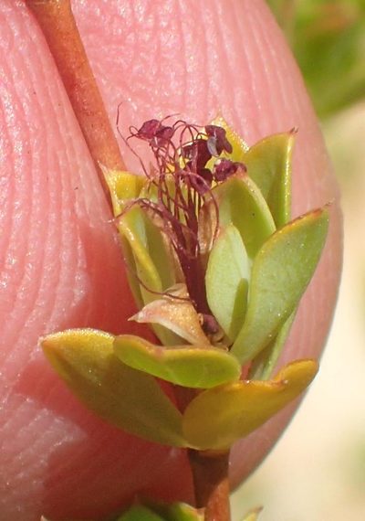 Cliffortia glauca, photographed by Nicola van Berkel