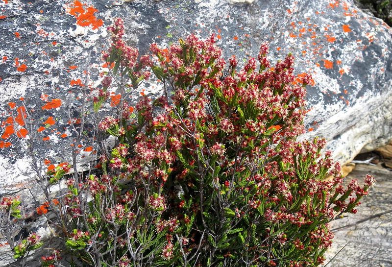 Passerina quadrifaria, photographed by Di Turner