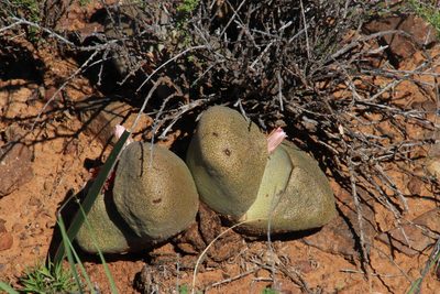 Pleiospilos bolusii, photographed by Tony Rebelo