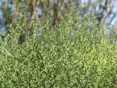 Baccharis articulata, photographed by Candela Castro