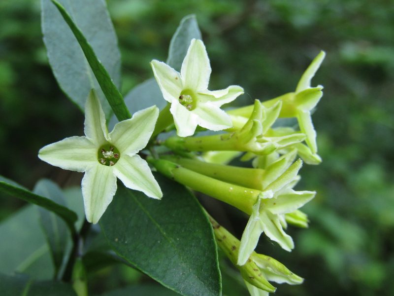 Cestrum euanthes, photographed by Candela Castro