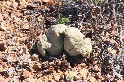 Pleiospilos bolusii, photographed by Tony Rebelo