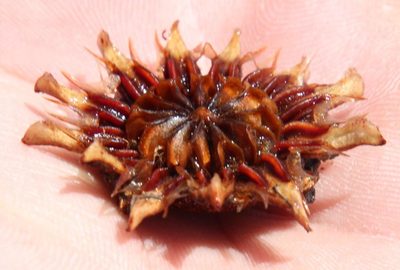Pleiospilos bolusii, photographed by Tony Rebelo