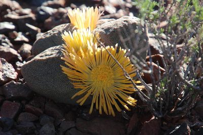 Pleiospilos bolusii, photographed by Tony Rebelo