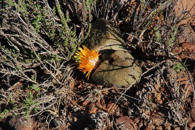 Pleiospilos bolusii, photographed by Tony Rebelo
