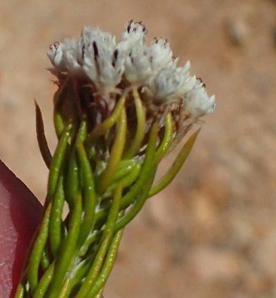 Metalasia galpinii, photographed by Nicola van Berkel