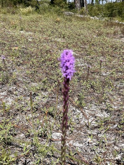 Liatris chapmanii, photographed by Ingolf Askevold