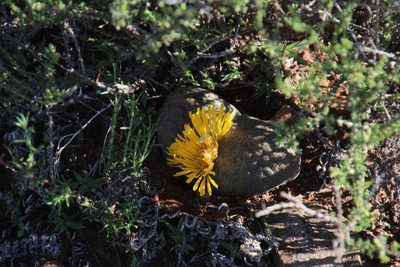 Pleiospilos bolusii, photographed by Tony Rebelo