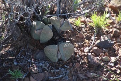 Pleiospilos bolusii, photographed by Tony Rebelo