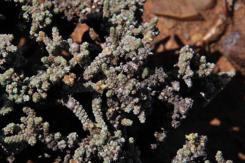 Caroxylon tuberculatum, photographed by Tony Rebelo