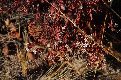 Crassula pustulata, photographed by Tony Rebelo