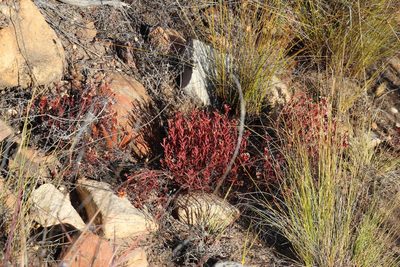 Crassula pustulata, photographed by Tony Rebelo