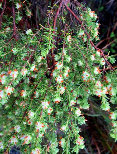 Erica glumiflora, photographed by Di Turner