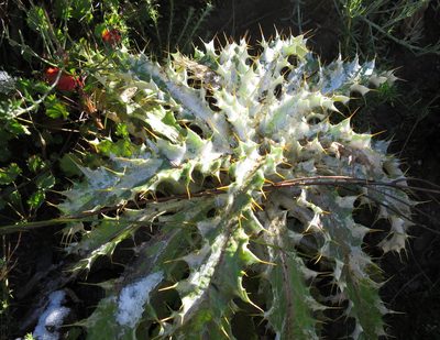 Berkheya francisci, photographed by Di Turner