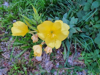 Oenothera glazioviana, photographed by Andrea Meucci