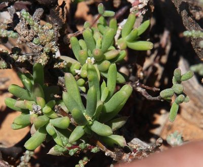 Delosperma peersii, photographed by Tony Rebelo