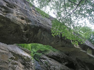 Fagus orientalis, photographed by Oleg Kosterin