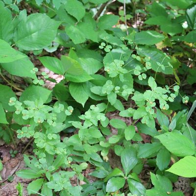Euphorbia squamosa, photographed by Юрий Данилевский (Yuriy Danilevsky)