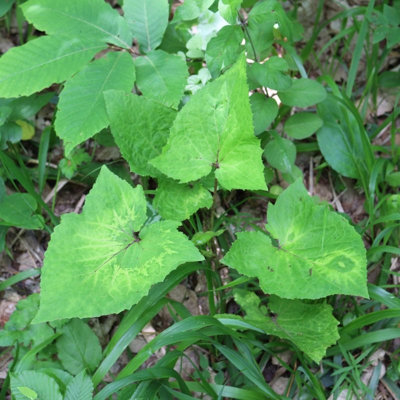Cicerbita petiolata, photographed by Юрий Данилевский (Yuriy Danilevsky)