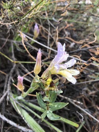 Babiana odorata, photographed by Charleen Brunke