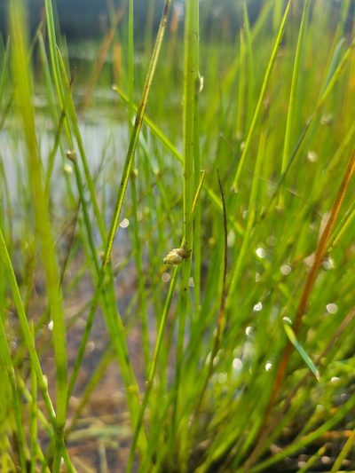 Schoenoplectiella purshiana, photographed by Jeff Wilson