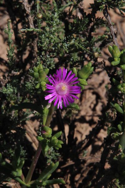 Delosperma peersii, photographed by Tony Rebelo
