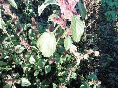 Amaranthus retroflexus, photographed by Силаева Татьяна Борисовна