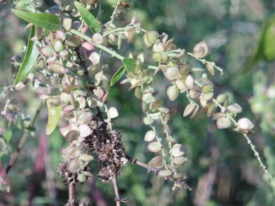 Atriplex sagittata, photographed by Силаева Татьяна Борисовна