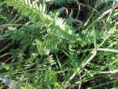 Astragalus cicer, photographed by Силаева Татьяна Борисовна