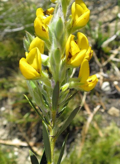 Liparia confusa, photographed by Di Turner