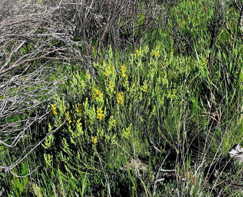 Liparia confusa, photographed by Di Turner