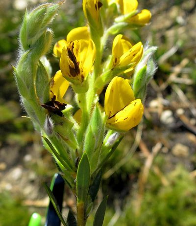 Liparia confusa, photographed by Di Turner