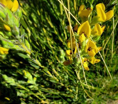 Liparia confusa, photographed by Di Turner