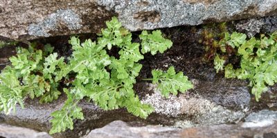 Cryptogramma crispa, photographed by John Dear