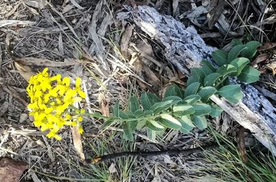 Senecio crenatus, photographed by David Rosenthal