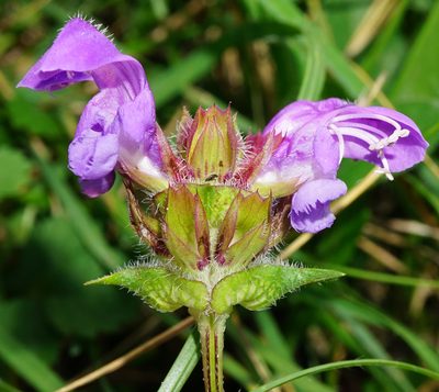 Prunella grandiflora, photographed by Patrick Hacker